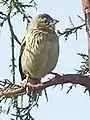 Non-breeding Male in Debre Berhan, Ethiopia