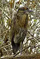 Juvenile, Galápagos Islands