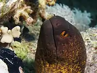 Yellow-edged moray near Sharm el-Sheikh, Egypt