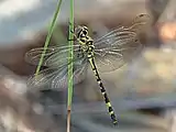 Recently emerged female, North Queensland