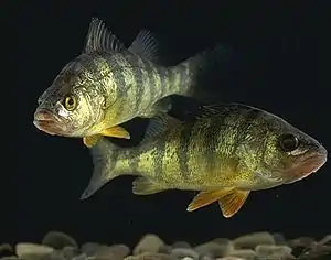 Yellow perch