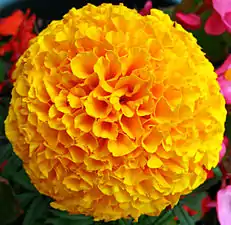 Tagetes erecta (marigold)