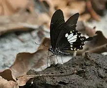 Yellow Helen(Papilio nephelus)