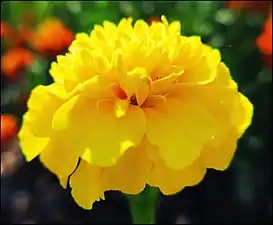 Tagetes erecta (Mexican marigold)