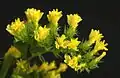 Yellow statice flowers, close up from top