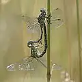 Mating pair, male is above