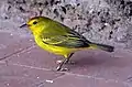 Breeding male mangrove warbler S. p. aureola, Puerto Ayora, Santa Cruz (Galápagos Islands)