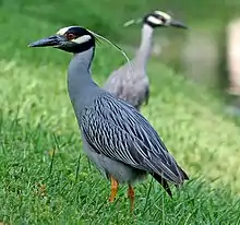 Yellow-crowned night heron (Nyctanassa violacea) in Florida