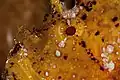 Close up of yellow Leaf scorpionfish at Wakatobi National Park Sulawesi, 2018