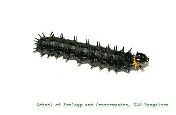 Caterpillar