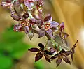 Yellowroot flowers