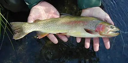 Yellowstone cutthroat trout in the Snake River system