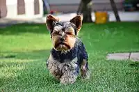 A Yorkshire Terrier with a dark coat