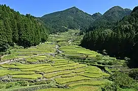 Thousand Rice Paddies of Yotsuya (Yotsuya Senmaida)