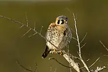 A small falcon perches on a bare branch