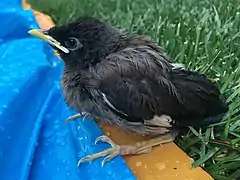 A juvenile bathing in Australia