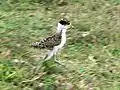 Young masked lapwing running