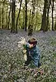 Young boy picking hyacinths in Normandy in France