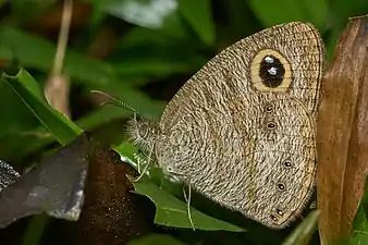 Ventral view (dry-season form)