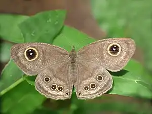 Upperside, wet-season form