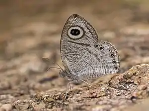 Ventral view