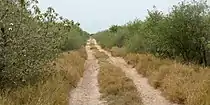 Road in thornscrub vegetation, Yturria Brush National Wildlife Refuge, Hidalgo County, Texas, USA (15 April 2016)