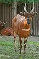 Bongo antilope