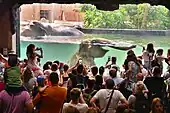 Visitors watching bathing Indian elephants