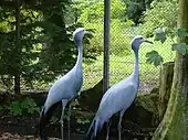 Blue cranes