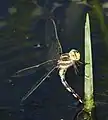 Female ovipositing