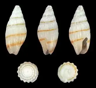 Zafra pumila forma minuscula, pale variety