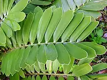 Zamia furfuracea