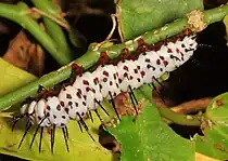 Mature caterpillar