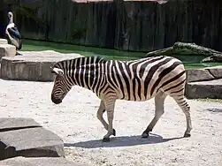 Zebra