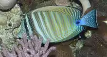 Red Sea sailfin tang, Zebrasoma desjardinii