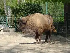 European bison