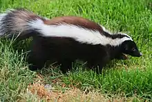 Black skunk with long white stripes in grass