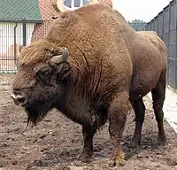 a male wisent in a Minsk zoo