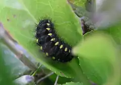 Caterpillar