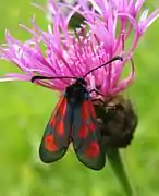 Feeding on Centaurea