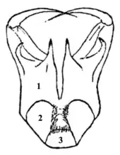 Diagram of the mouthparts of a male Z. sexpunctatus (ventral view)