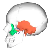 Zygomaticotemporal suture (blue circle) and position of two bones.   Zygomatic bone  Temporal bone