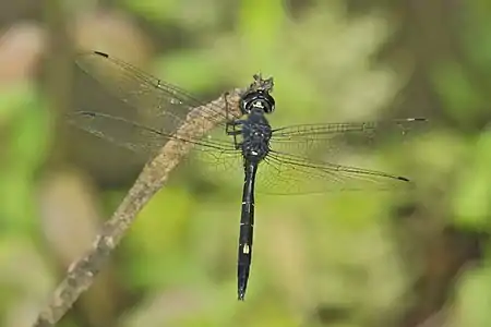 Zygonyx iris male