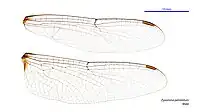 Male wings