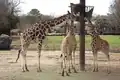 Giraffes