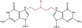 Structure of DNA crosslink induced by Nitrogen Mustard.