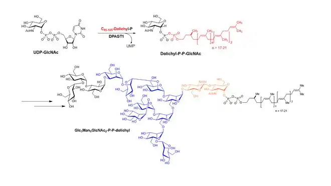 DPAGT1 Catalysis