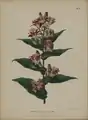 Tricyrtis hirta by Abraham Jacobus Wendel, 1868