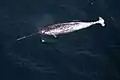 Male narwhal (Arctic Ocean)