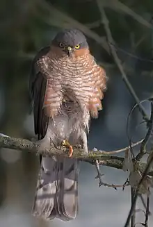 Front view of bird of prey with barred underparts, yellow eyes and hooked bill